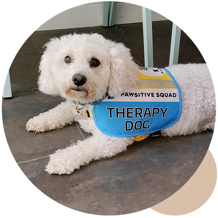 Therapy Dog